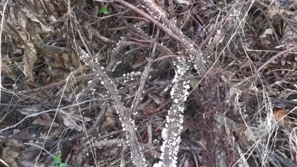 Tiny Wild Funnel Fan Shaped Mushrooms Sprouting Dead Tree Branches — Vídeo de Stock