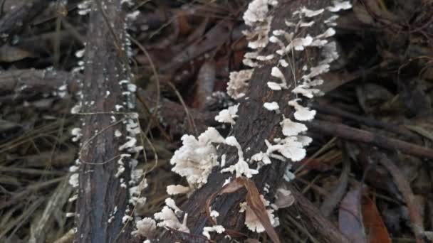 Tiny Wild Funnel Fan Shaped Mushrooms Sprouting Dead Tree Branches — Stock Video