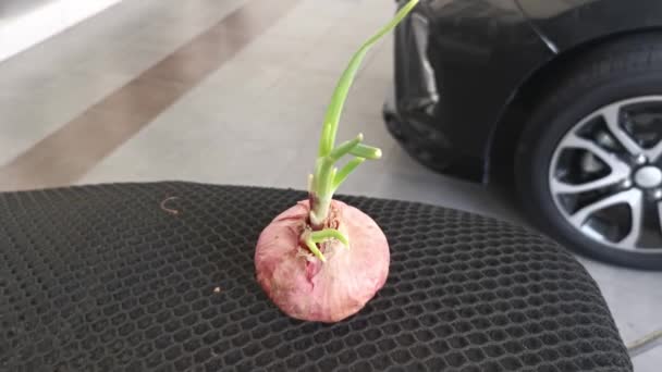 Onion Sprouting Out Young Leafy Shoot — Video