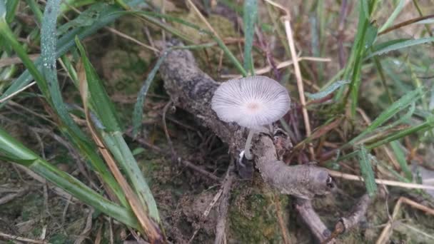 Psathyrellaceae Mushrooms Sprouting Out Ground — Αρχείο Βίντεο