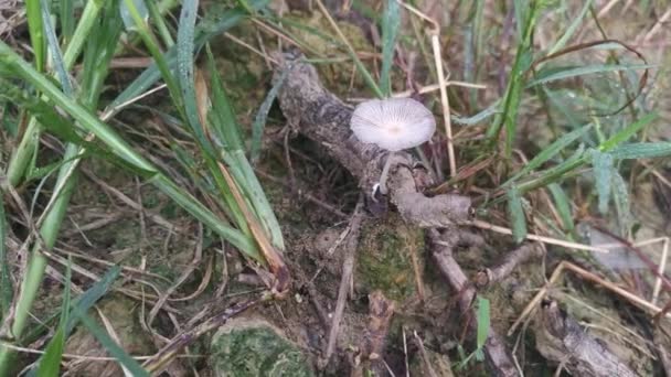 Psathyrellaceae Mushrooms Sprouting Out Ground — 图库视频影像