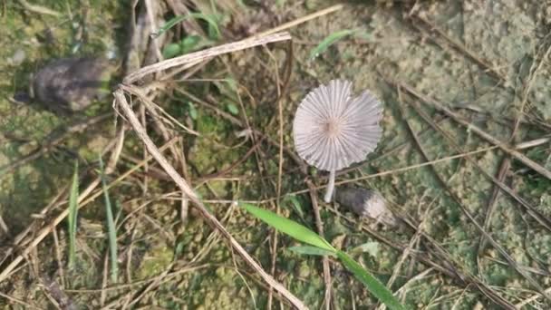 Psathyrellaceae Mushrooms Sprouting Out Ground — Αρχείο Βίντεο