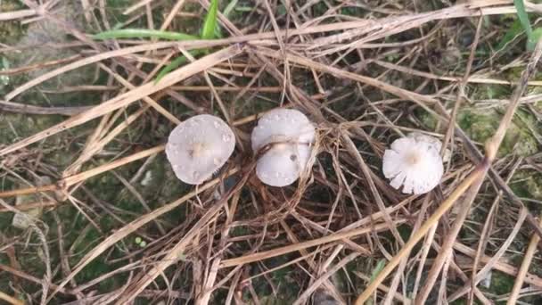 Psathyrellaceae Mushrooms Sprouting Out Ground — Stockvideo