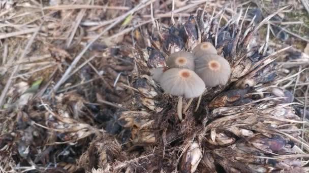 Psathyrellaceae Mushrooms Sprouting Out Cluster Oil Palm Fruit — Stock video