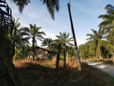 Tarım arazisindeki çalı tarlasında eski bir kulübe..