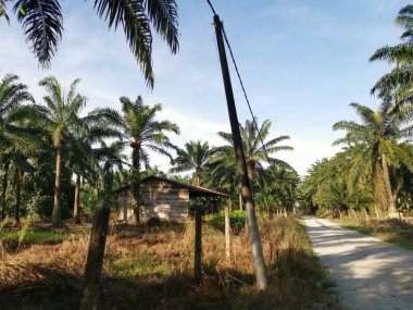 Tarım arazisindeki çalı tarlasında eski bir kulübe..