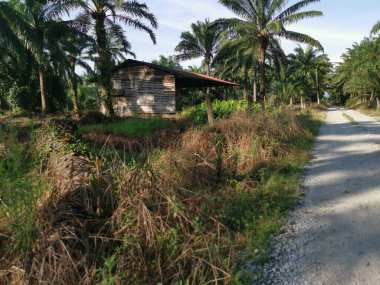 Tarım arazisindeki çalı tarlasında eski bir kulübe..
