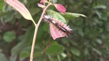 Yaprakların üzerindeki kıllı güve larvaları.
