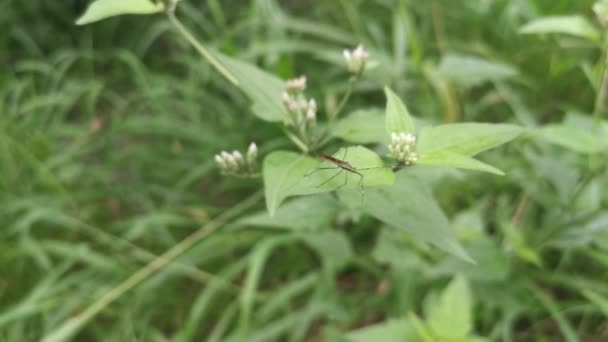 Broad Headed Bug Perching Weed Leaves — ストック動画