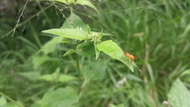 Orange Assassin Bug Perching Weed Leaves — Vídeos de Stock