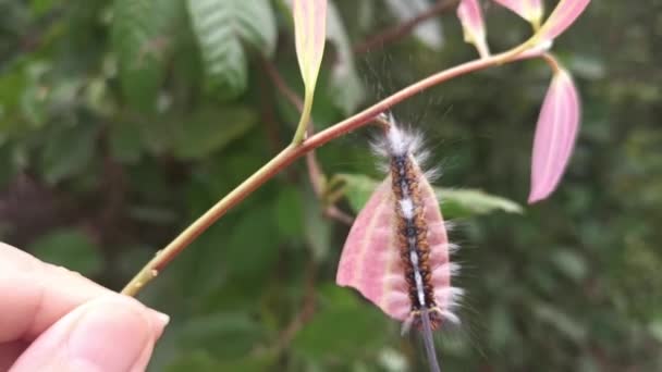 Hairy Moth Larvae Caterpillar Leaves — Wideo stockowe
