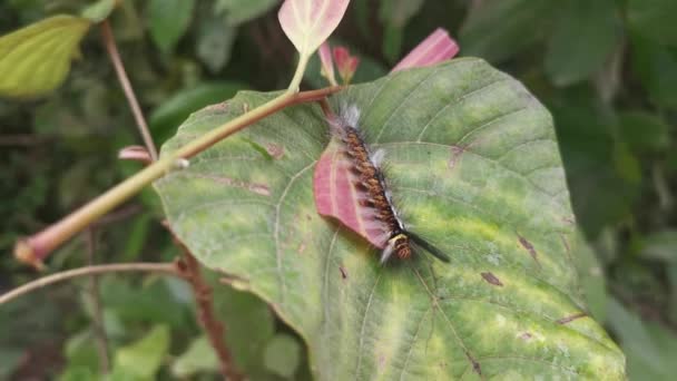 Hairy Moth Larvae Caterpillar Leaves — Vídeos de Stock