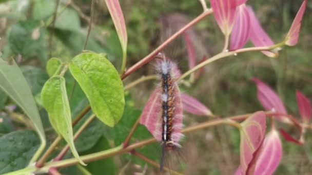 Hairy Moth Larvae Caterpillar Leaves — Vídeos de Stock