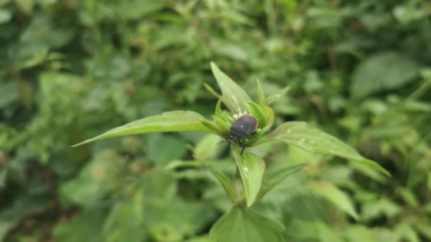 Black Pycanum Rubens Perching Weed Leaves Plant — 비디오