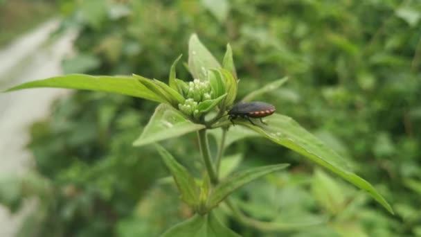 Black Pycanum Rubens Perching Weed Leaves Plant — Vídeos de Stock