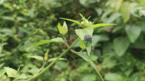 Black Pycanum Rubens Perching Weed Leaves Plant — Vídeo de Stock