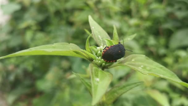 Μαύρο Pycanum Rubens Σκαρφαλώνει Φύλλα Ζιζανίων Φυτό — Αρχείο Βίντεο