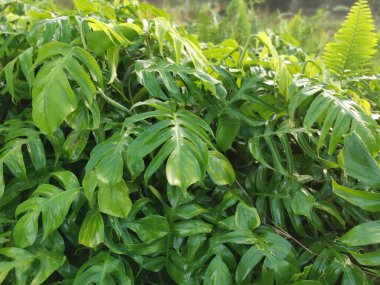 Bir çayır dolusu yeşil yapraklı canavar leziz bitki..