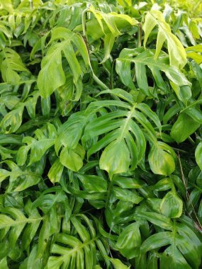 Bir çayır dolusu yeşil yapraklı canavar leziz bitki..