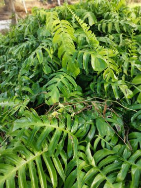Bir çayır dolusu yeşil yapraklı canavar leziz bitki..