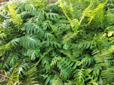Bir çayır dolusu yeşil yapraklı canavar leziz bitki..