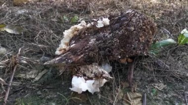 wild funnel fan-shaped mushrooms sprouting from the decaying cluster of oil palm fruit.