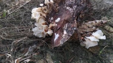 wild funnel fan-shaped mushrooms sprouting from the decaying cluster of oil palm fruit.