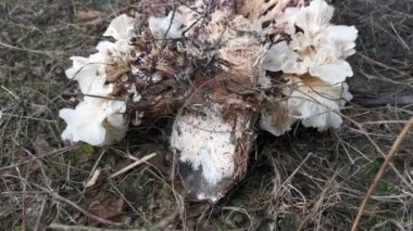 wild funnel fan-shaped mushrooms sprouting from the decaying cluster of oil palm fruit.