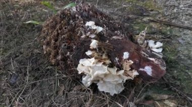 wild funnel fan-shaped mushrooms sprouting from the decaying cluster of oil palm fruit.