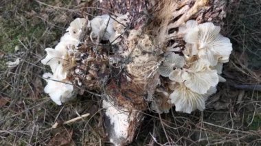 wild funnel fan-shaped mushrooms sprouting from the decaying cluster of oil palm fruit.