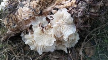 wild funnel fan-shaped mushrooms sprouting from the decaying cluster of oil palm fruit.