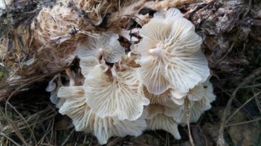 wild funnel fan-shaped mushrooms sprouting from the decaying cluster of oil palm fruit.