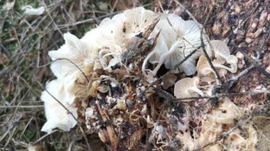 wild funnel fan-shaped mushrooms sprouting from the decaying cluster of oil palm fruit.