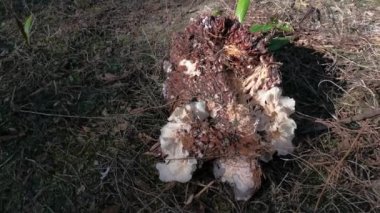 wild funnel fan-shaped mushrooms sprouting from the decaying cluster of oil palm fruit.