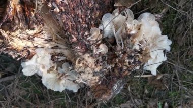 wild funnel fan-shaped mushrooms sprouting from the decaying cluster of oil palm fruit.
