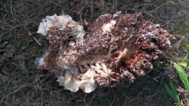 wild funnel fan-shaped mushrooms sprouting from the decaying cluster of oil palm fruit.