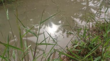 reflective sunlight on the surface of the stagnant pool of water at the field. 