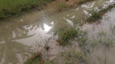 reflective sunlight on the surface of the stagnant pool of water at the field. 