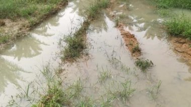 reflective sunlight on the surface of the stagnant pool of water at the field. 