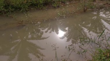 reflective sunlight on the surface of the stagnant pool of water at the field. 