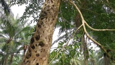 wild ficus microcarpa root crawling around the palm trunk.