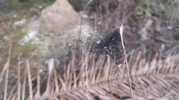 Mocsár Fekete Bébi Pókok Weben — Stock videók