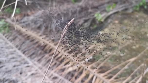 Swamp Black Baby Spiders Web — Vídeo de Stock