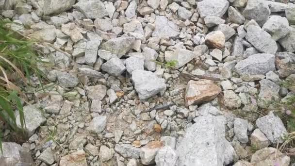 Pilha Pedra Granito Quebrado Fazenda Livre — Vídeo de Stock