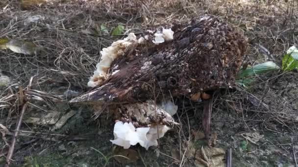 Wild Funnel Fan Shaped Mushrooms Sprouting Decaying Cluster Oil Palm — Video