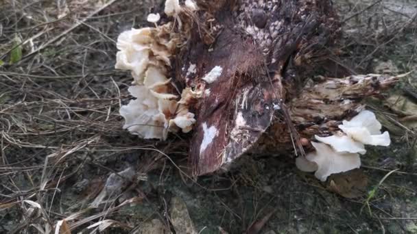Wild Funnel Fan Shaped Mushrooms Sprouting Decaying Cluster Oil Palm — 비디오
