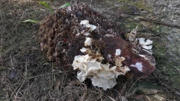 Wild Funnel Fan Shaped Mushrooms Sprouting Decaying Cluster Oil Palm — Stock Video