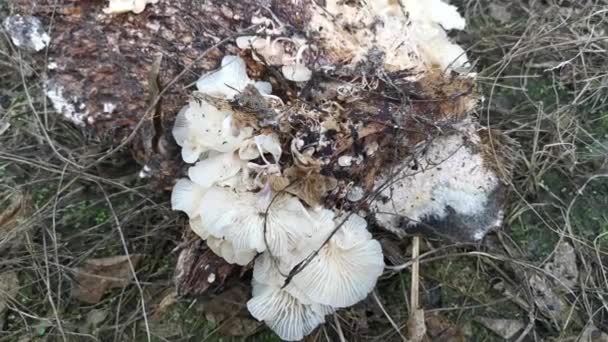 Wild Funnel Fan Shaped Mushrooms Sprouting Decaying Cluster Oil Palm — Vídeo de Stock