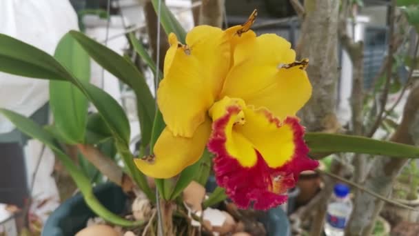 Die Gelbe Mit Roter Zunge Cattleya Bambus Orchidee — Stockvideo