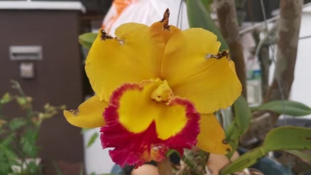 Amarelo Com Língua Vermelha Cattleya Orquídea Bambu — Vídeo de Stock